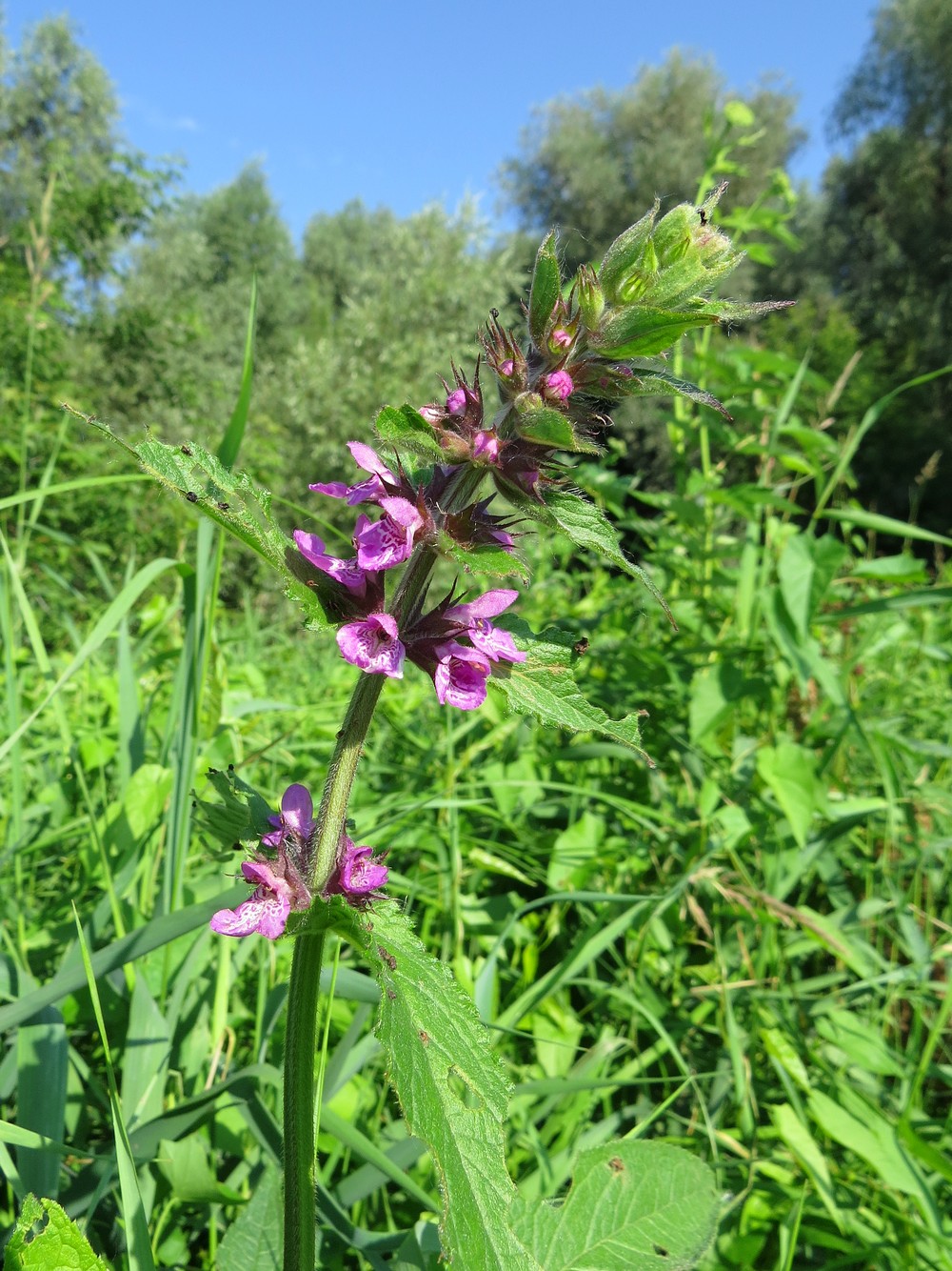 Image of Stachys palustris specimen.