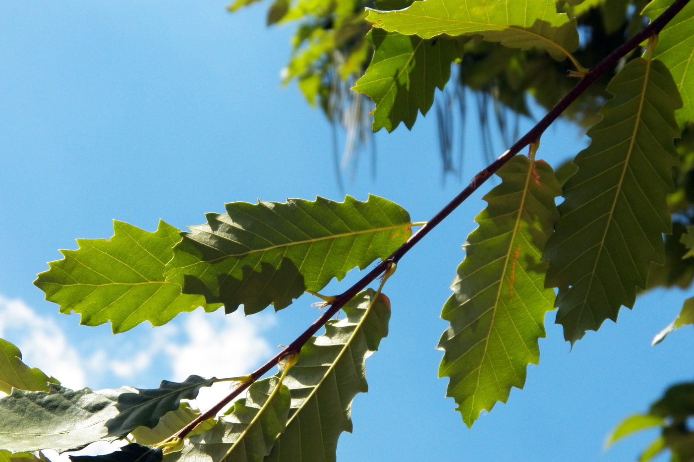 Image of Quercus castaneifolia specimen.