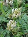 Astragalus inopinatus. Соцветия. Иркутская обл., Иркутский р-н, пос. Листвянка, прибрежный галечник. 27.07.2017.