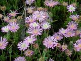 Drosanthemum floribundum. Соцветия. Израиль, Шарон, пос. Кфар Монаш, ботанический сад \"Хават Ганой\". 30.04.2017.