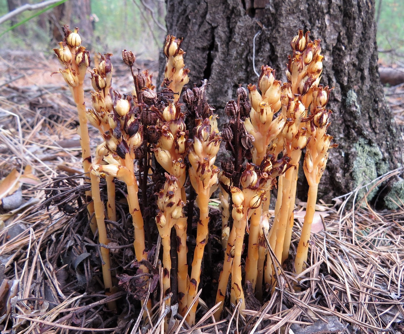 Image of Hypopitys monotropa specimen.