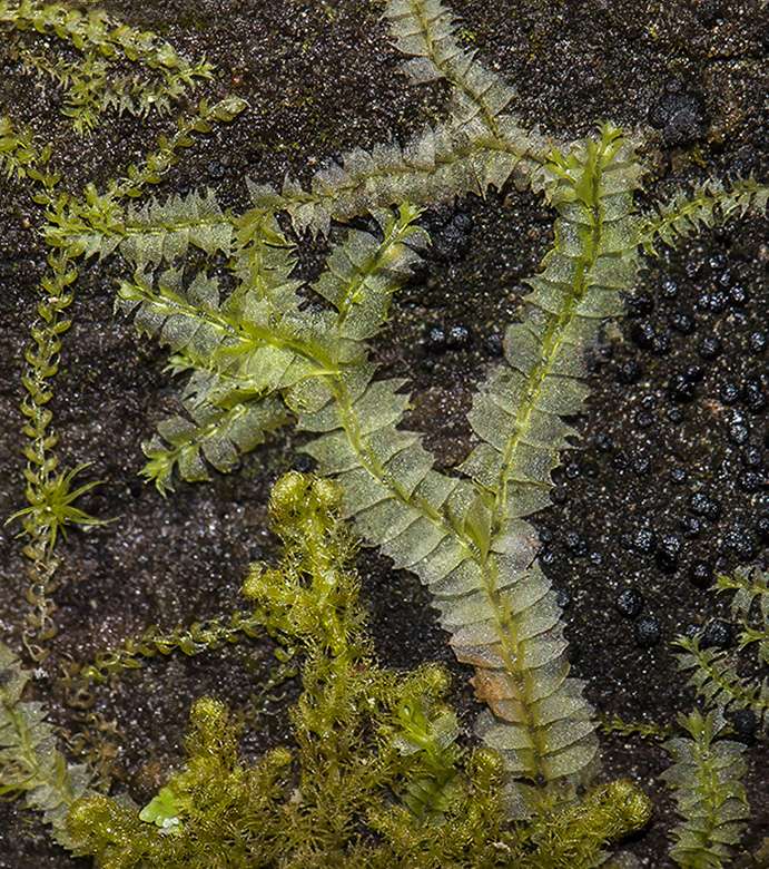 Image of Chiloscyphus profundus specimen.