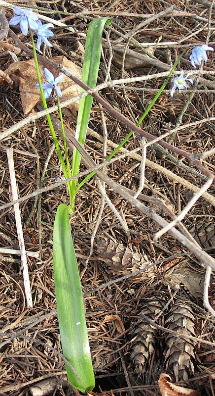 Изображение особи Scilla siberica.