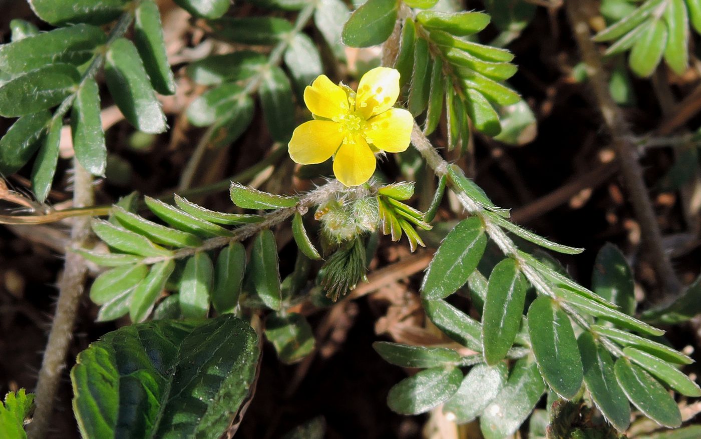 Изображение особи Tribulus terrestris.