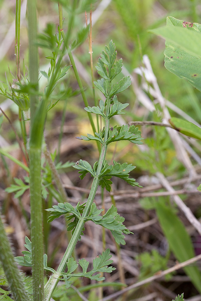 Изображение особи Daucus carota.