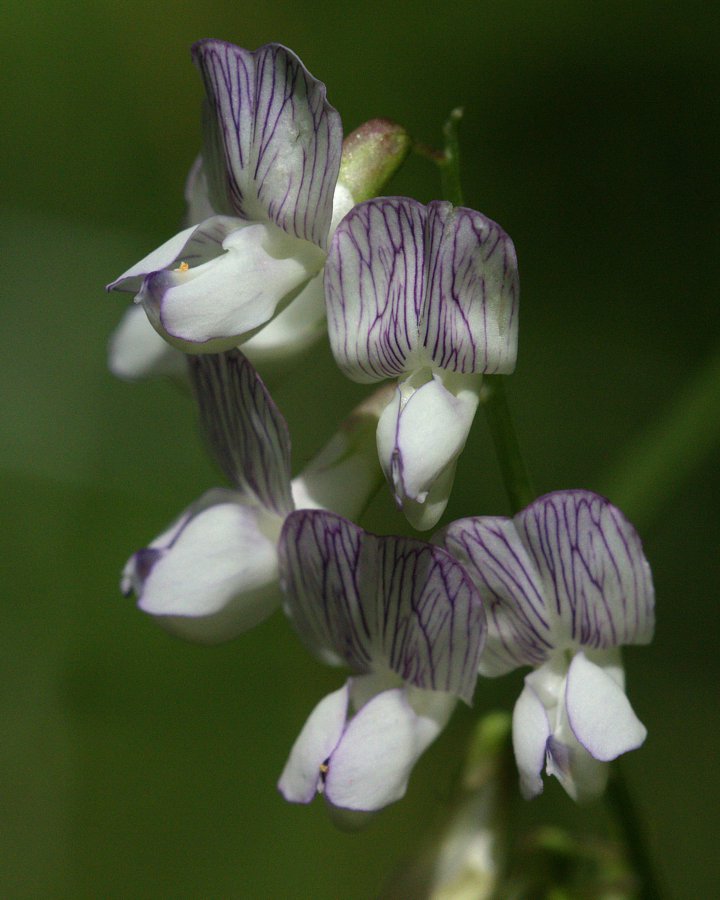 Изображение особи Vicia sylvatica.