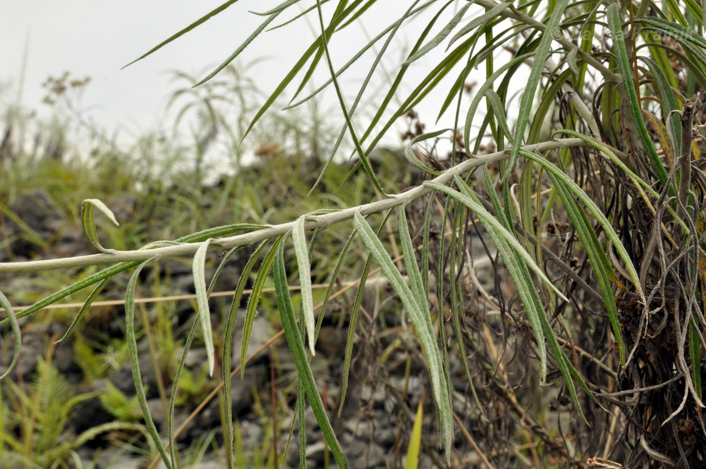 Image of genus Anaphalis specimen.