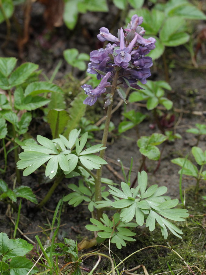 Изображение особи Corydalis solida.