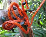 Chamaedorea seifrizii. Цветоносная ветвь с плодами. Австралия, г. Брисбен, ботанический сад. 14.08.2016.