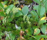 Diphasiastrum alpinum. Спороносящие растения среди побегов Empetrum и Salix. Камчатский край, Елизовский р-н, горный массив Вачкажец, горная тундра. 18.08.2016.