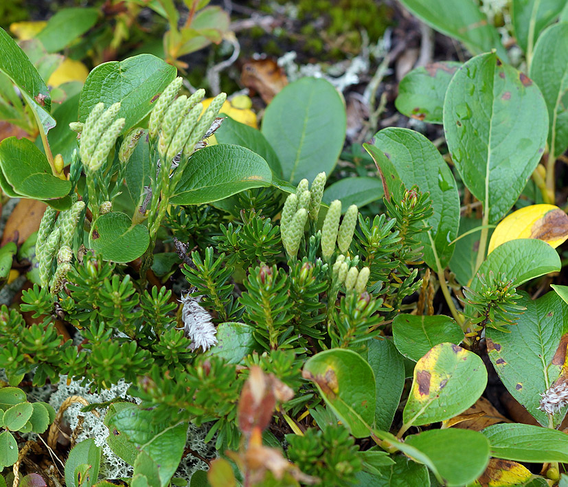 Image of Diphasiastrum alpinum specimen.
