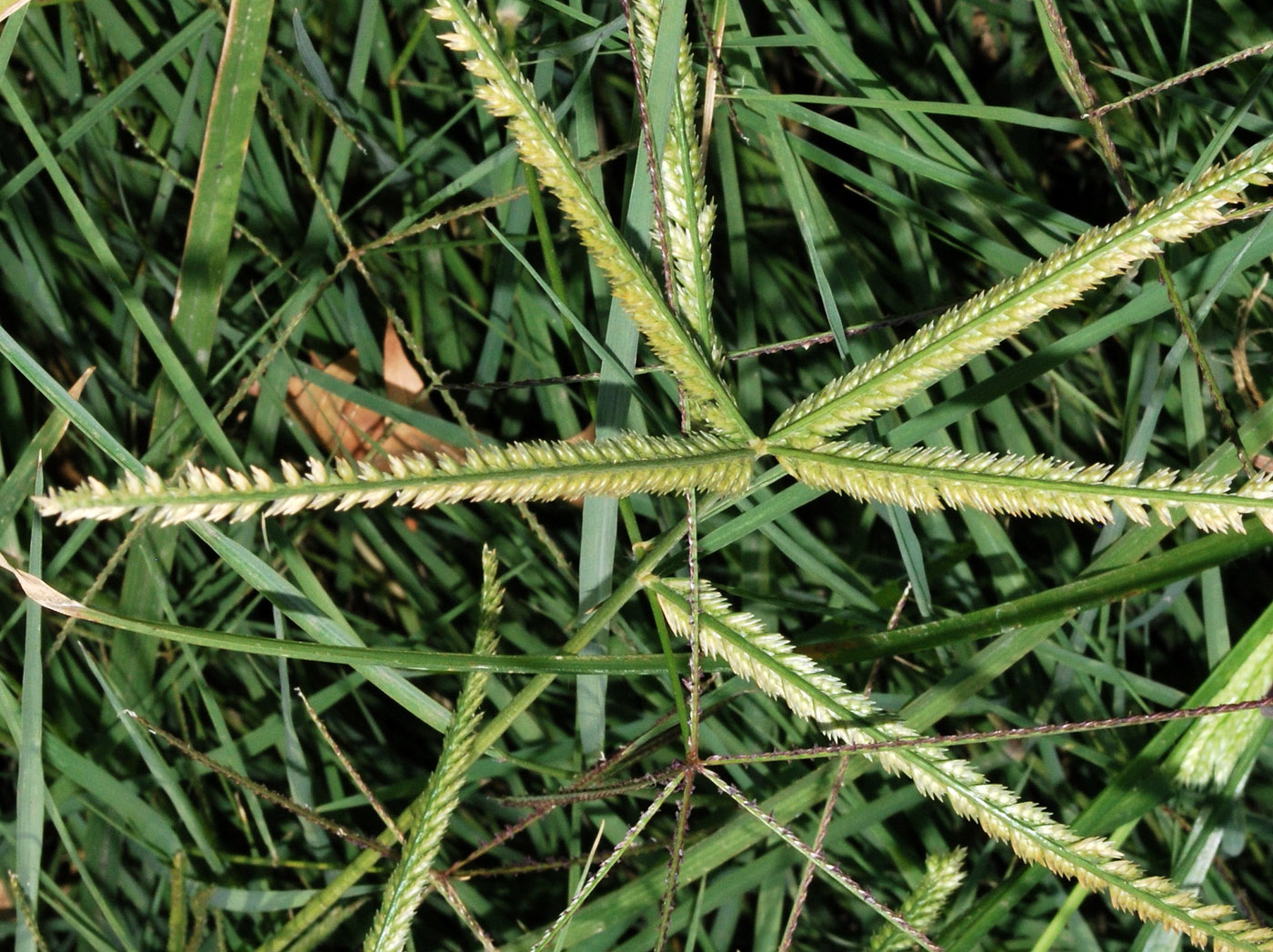 Image of Eleusine indica specimen.