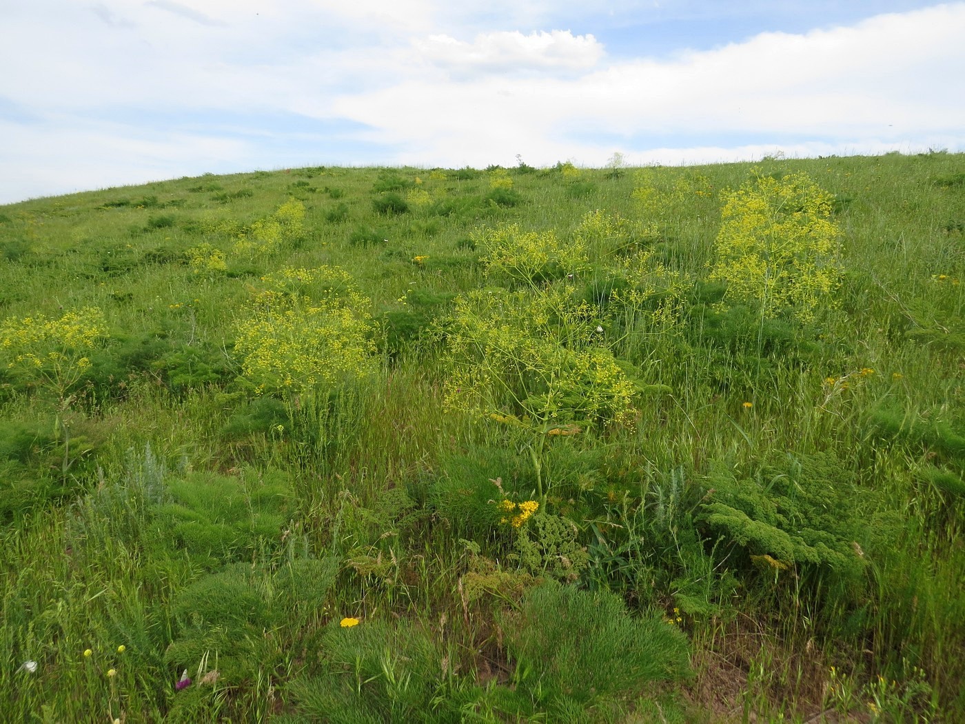 Изображение особи Ferula karatavica.