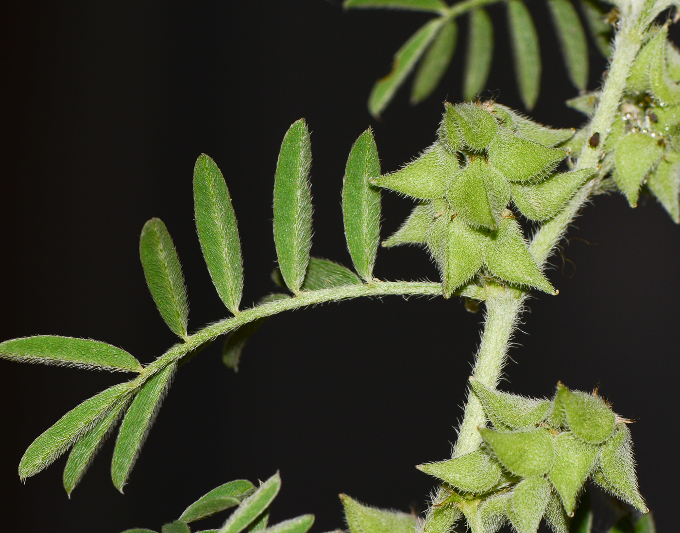 Изображение особи Astragalus epiglottis.