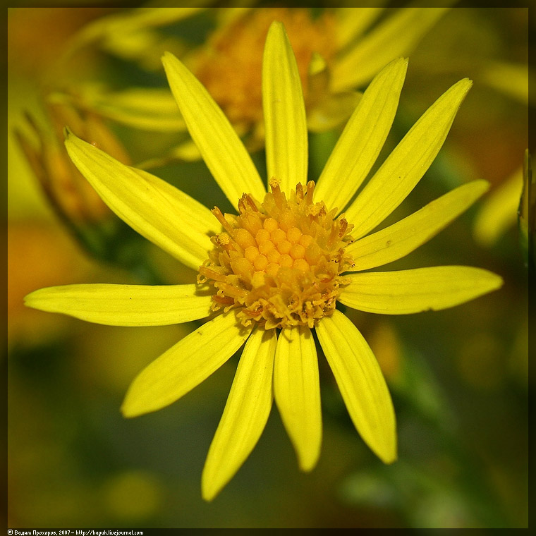 Изображение особи Senecio jacobaea.