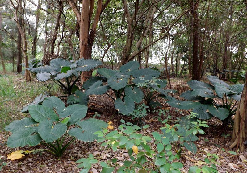 Image of Colocasia esculenta specimen.