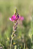 genus Onobrychis. Верхушка побега с соцветием. Грузия, край Мцхета-Мтианети, окр. с. Дзвели-Ведзиси, выс. 780 м н.у.м., луг, заселённый преимущественно Fabaceae и Brassicaceae. 12.05.2017.