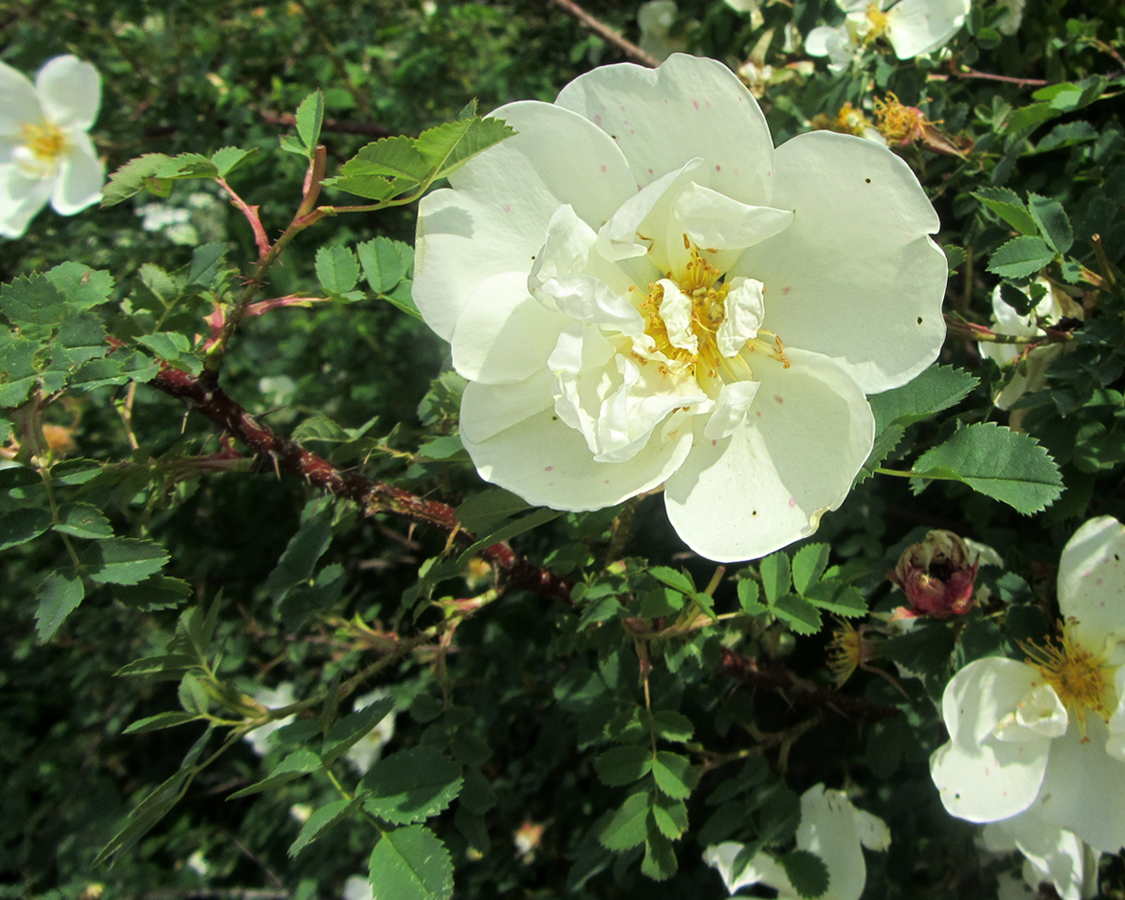 Image of Rosa spinosissima specimen.
