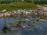 genus Nymphaea. Цветущие растения. Восточный Казахстан, г. Усть-Каменогорск, Архитектурно-ландшафтный музей-заповедник, искусственный водоём. 02.06.2017.