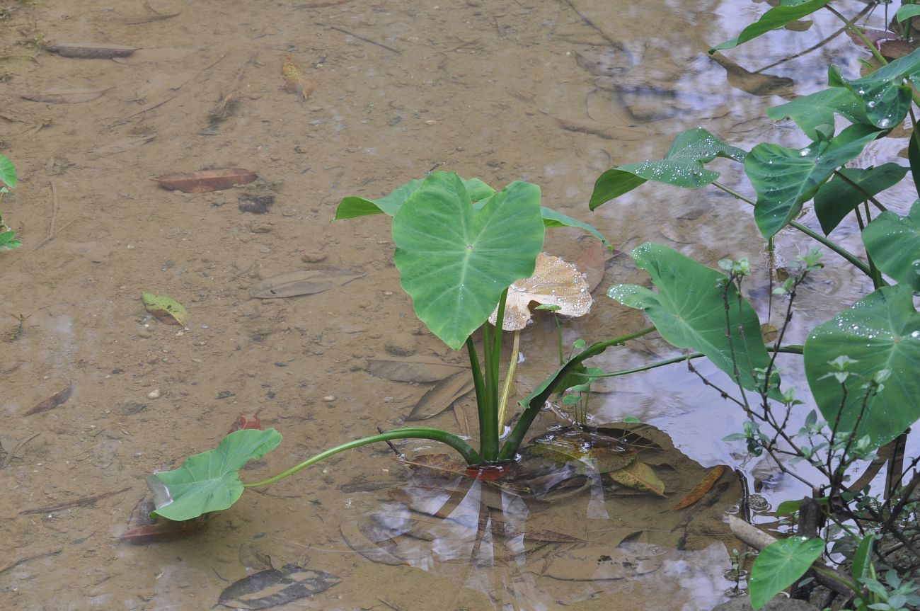 Изображение особи Colocasia esculenta.