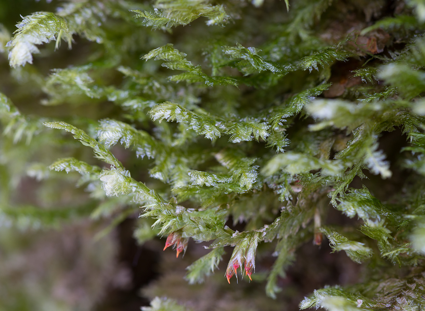 Image of Neckera pennata specimen.