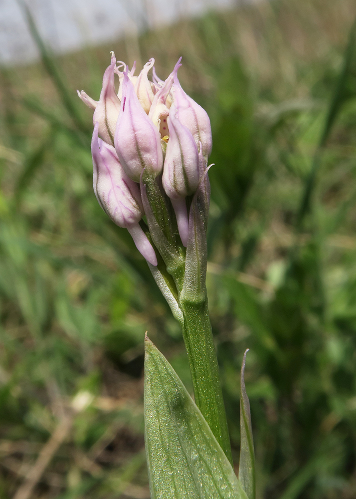 Изображение особи Neotinea tridentata.