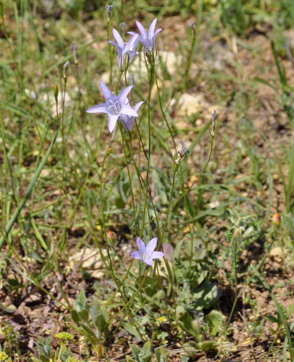 Изображение особи Campanula spatulata.