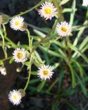Erigeron politus. Соцветие. Якутия (Саха), Мирнинский р-н, пос. Светлый, пустырь. 15.07.2009.