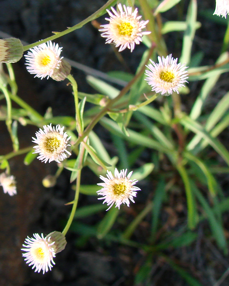 Image of Erigeron politus specimen.