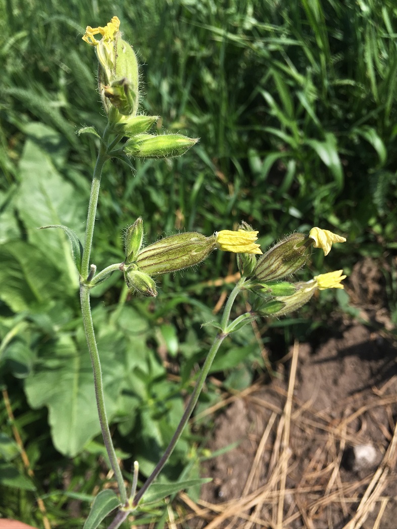 Изображение особи Melandrium latifolium.