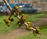 Fraxinus pennsylvanica