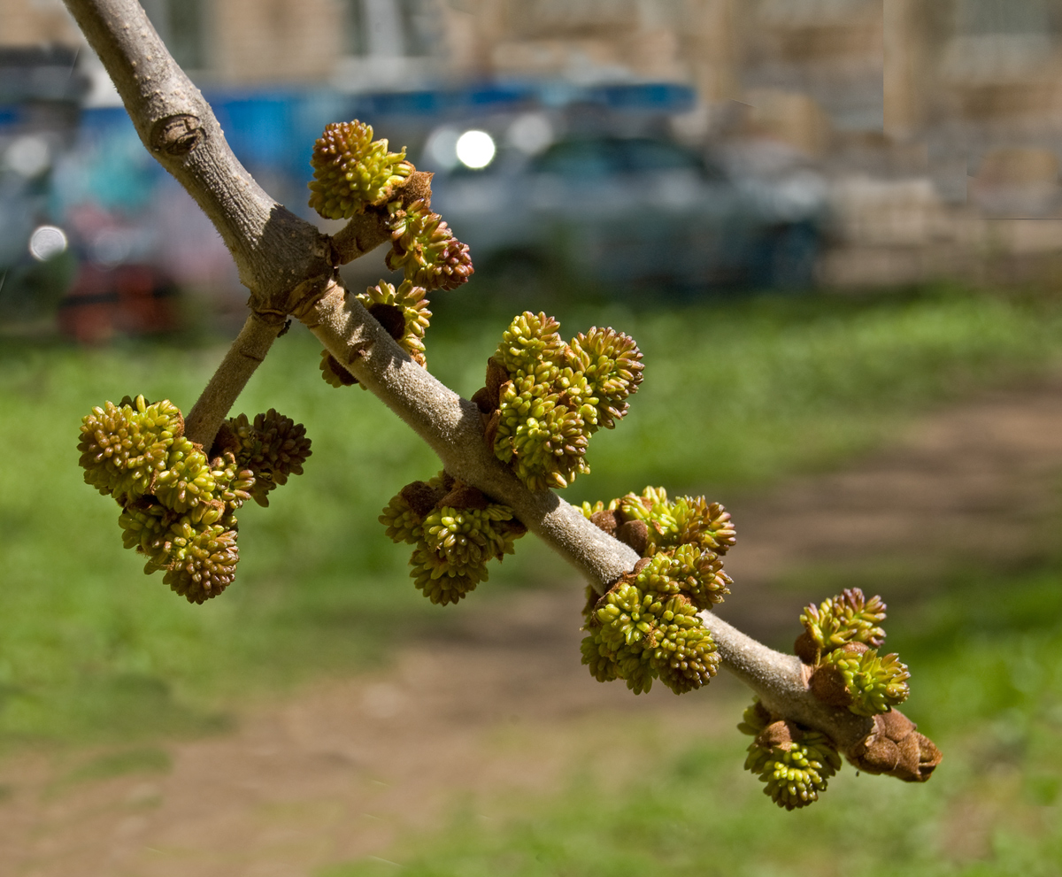 Изображение особи Fraxinus pennsylvanica.