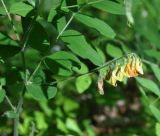 Vicia crocea. Верхушка цветущего растения. Республика Адыгея, левый борт долины руч. Сюк, ок. большой глыбы с дырками, широколиственный лес. 02.05.2018.