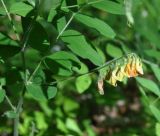 Vicia crocea