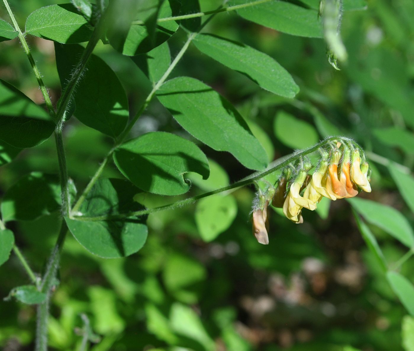 Image of Vicia crocea specimen.