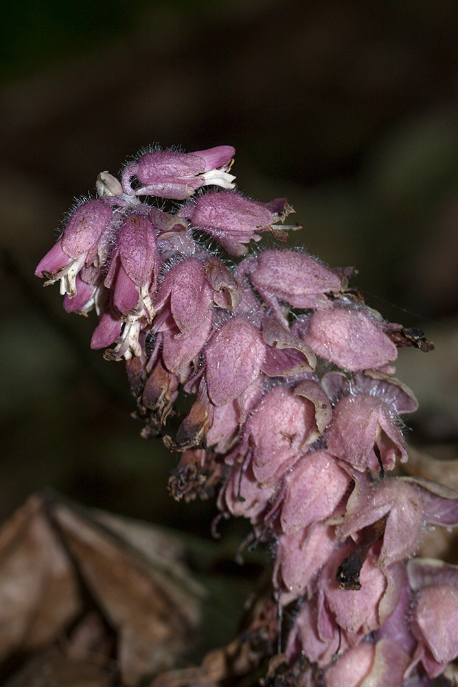 Image of Lathraea squamaria specimen.