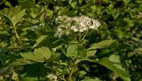 genus Crataegus. Верхушка цветущего побега с кормящимся жуком. Пермь, Кировский р-н, окр. ж.-д. станции Промучасток, парк. 23 июня 2018 г.