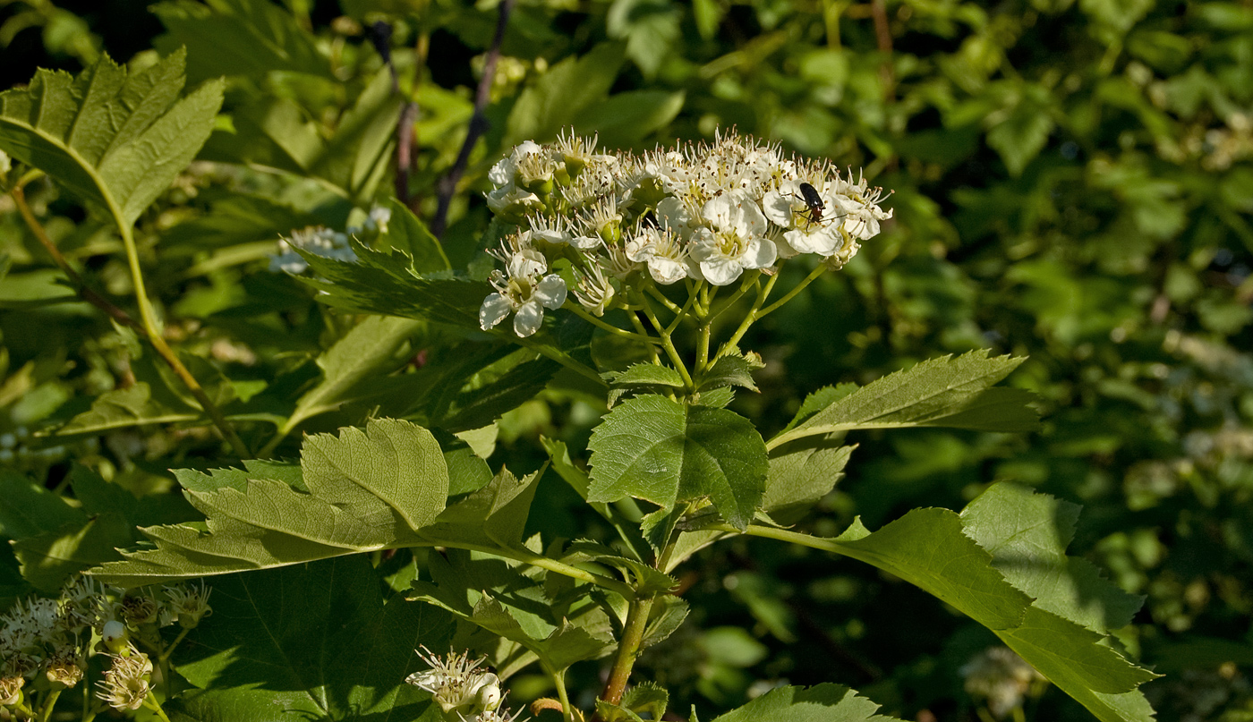 Изображение особи род Crataegus.