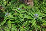 Gentiana cruciata