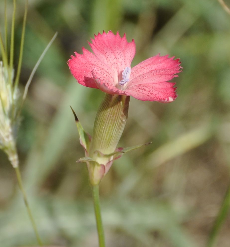 Image of Dianthus biflorus specimen.