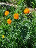 Trollius asiaticus