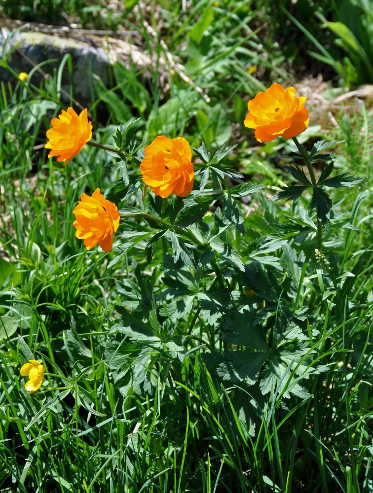 Изображение особи Trollius asiaticus.