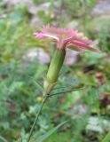 Dianthus caucaseus. Цветок (вид сбоку). Кабардино-Балкария, Эльбрусский р-н, окр. с. Бедык, ок. 1000-1200 м н.у.м., каменистая луговина. 08.08.2018.