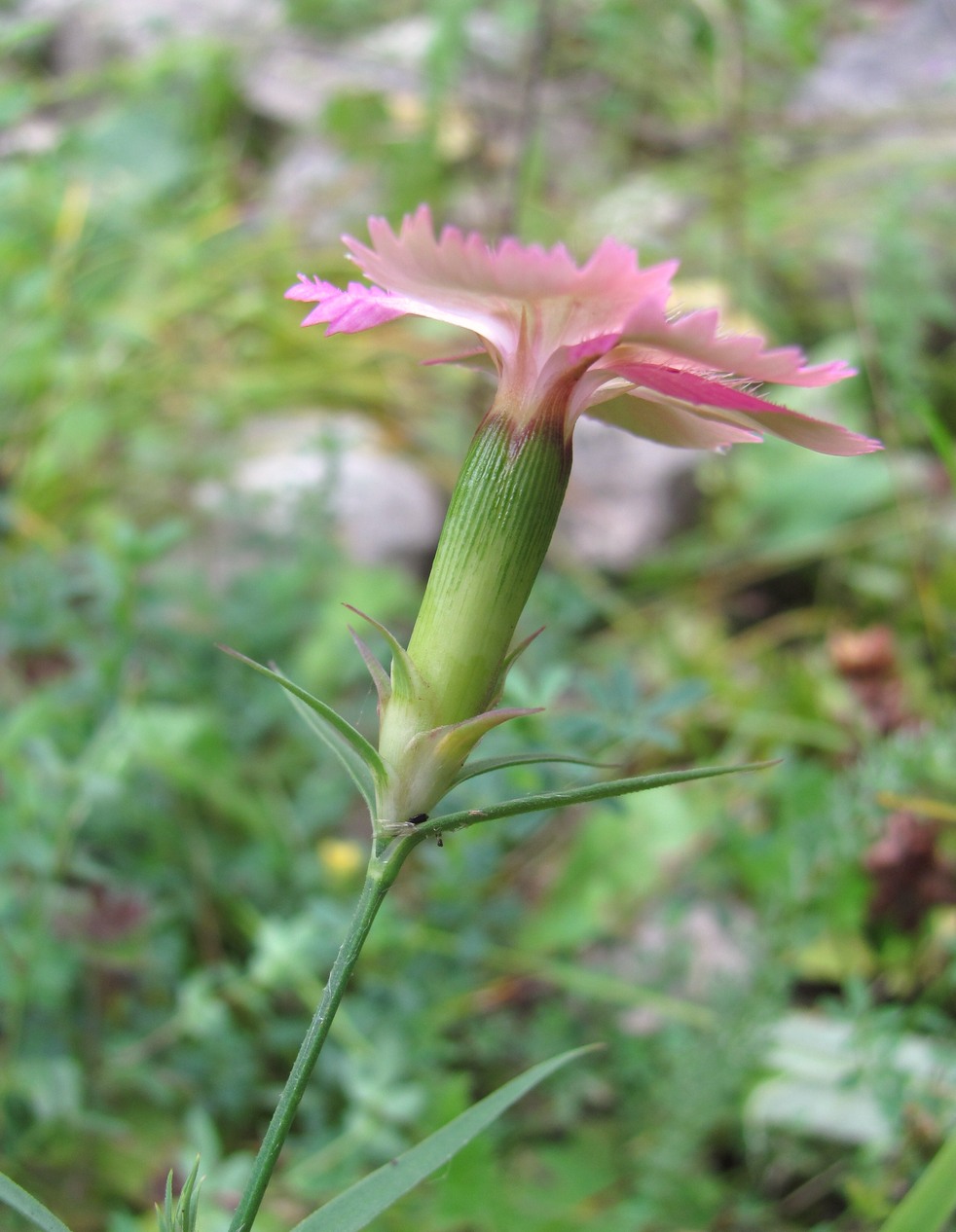 Image of Dianthus caucaseus specimen.