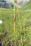 Eriophorum vaginatum. Части побегов. Кабардино-Балкария, Эльбрусский р-н, долина р. Ирикчат, ок. 2700 м н.у.м., заболоченный луг. 06.08.2018.