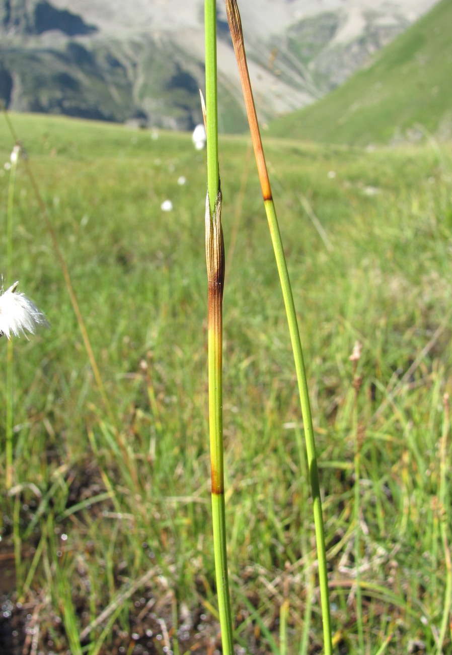 Image of Eriophorum vaginatum specimen.