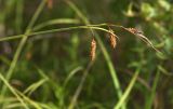 Carex suifunensis