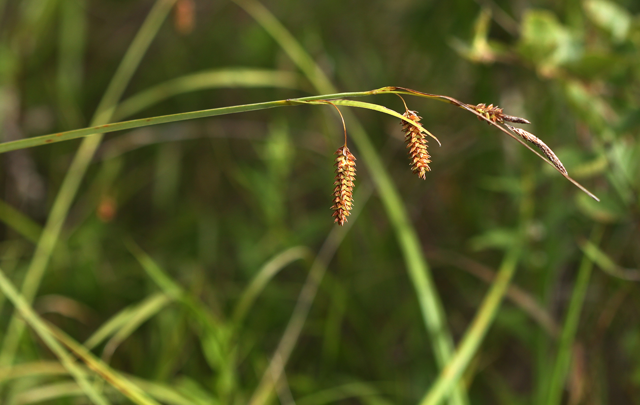 Изображение особи Carex suifunensis.