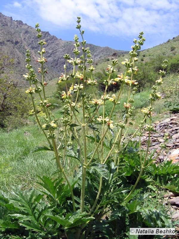 Image of Phlomoides kaufmanniana specimen.