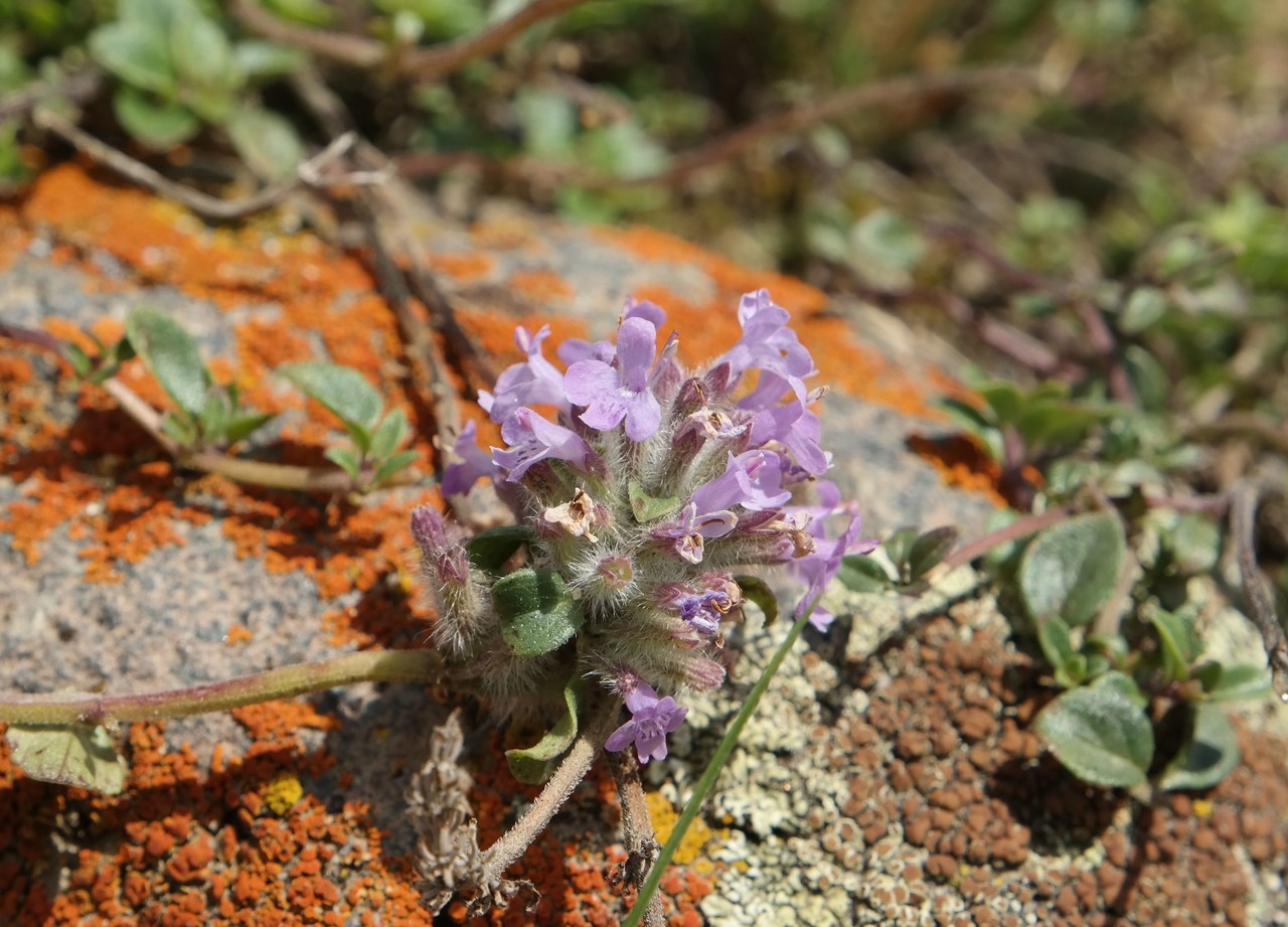 Изображение особи род Thymus.